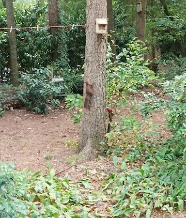 Bosbungalow De Eekhoorn * Nunspeet