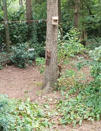 Bosbungalow De Eekhoorn * Nunspeet